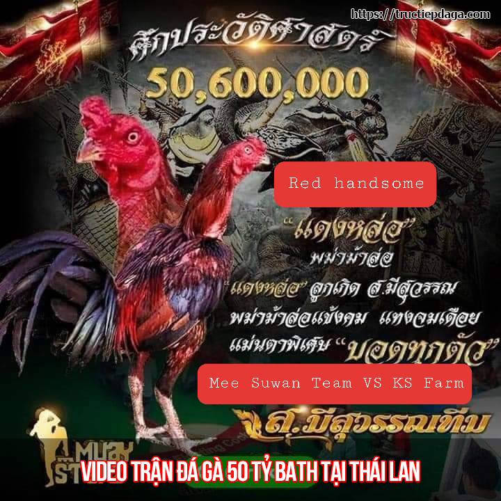 Video trận đá gà 50 tỷ tại Thái Lan
